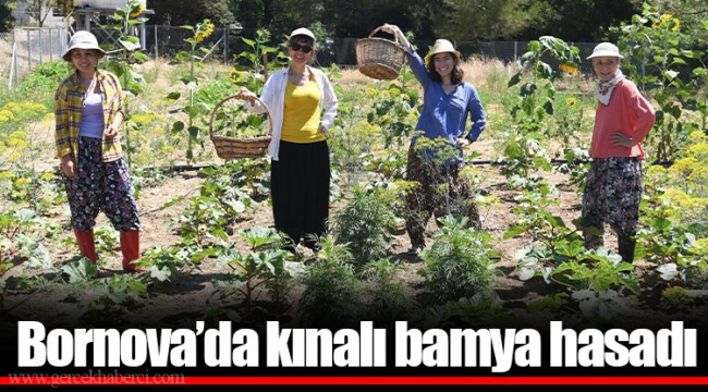 Bornova’da kınalı bamya hasadı