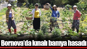 Bornova’da kınalı bamya hasadı