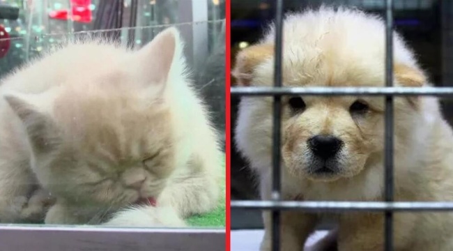 CHP’li Yücel’den, petshopların Kasaplar Odası’na bağlanmasına tepki: “Zaytung değil, gerçek!”