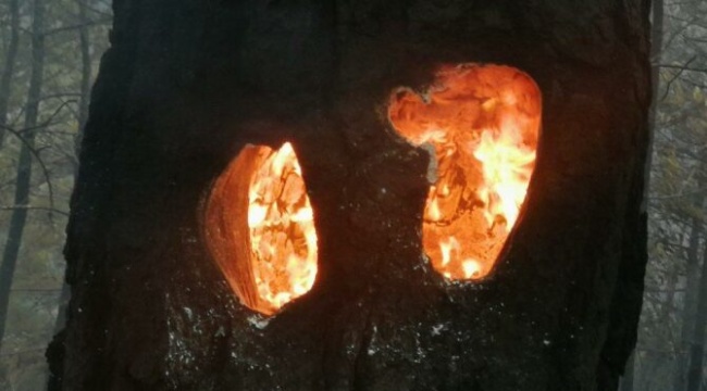 Datça yangını kontrol altına alındı