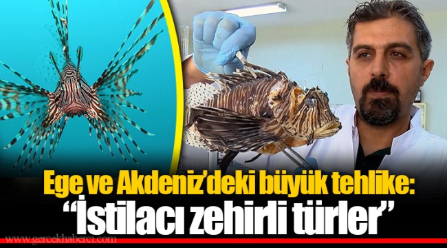Ege ve Akdeniz’deki büyük tehlike: “İstilacı zehirli türler”