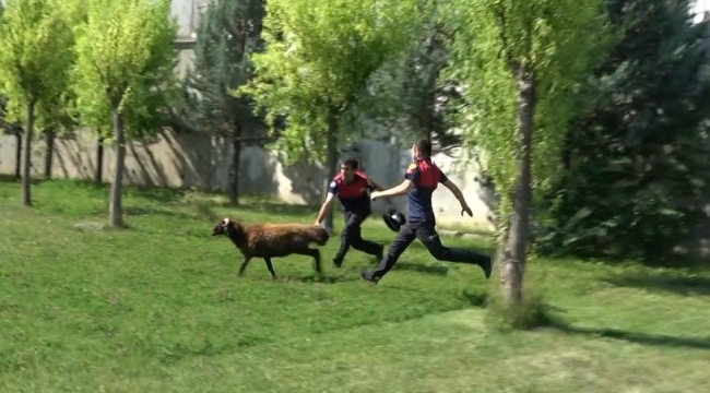 Firar eden kurbanlık koç hastane bahçesini birbirine kattı