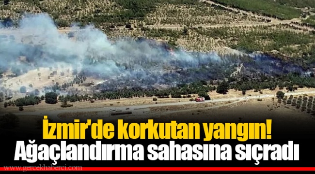 İzmir'de korkutan yangın! Ağaçlandırma sahasına sıçradı