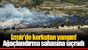 İzmir'de korkutan yangın! Ağaçlandırma sahasına sıçradı