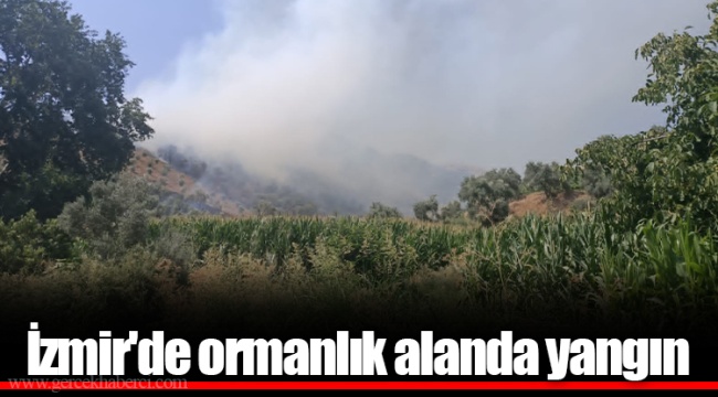 İzmir'de ormanlık alanda yangın