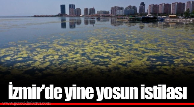 İzmir'de yine yosun istilası