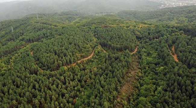 Kültür ve Turizm Bakanlığı, 28 ormanlık alanı otel yapımı için ihaleye açtı