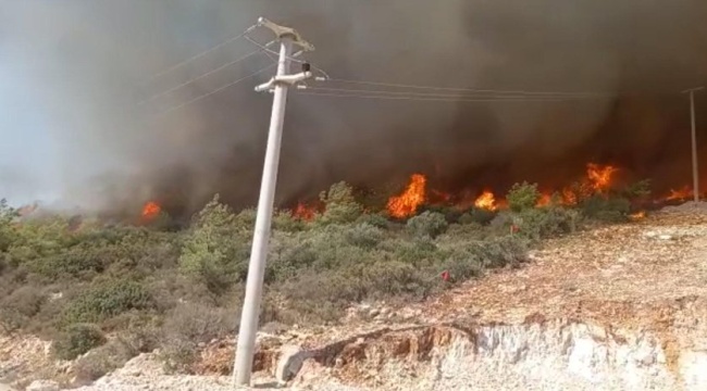 Muğla'nın Milas ilçesinde orman yangını çıktı.