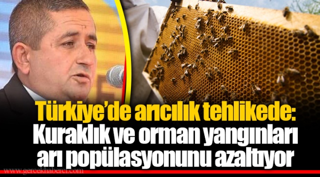Türkiye'de arıcılık tehlikede: Kuraklık ve orman yangınları arı popülasyonunu azaltıyor