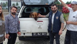 Bekçiler ile gençler birbirine girdi, olan köpeğe oldu! 2 gün gözaltında kaldı