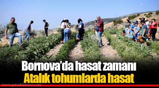 Bornova’da hasat zamanı ​​​​​​​Atalık tohumlarda hasat