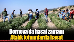 Bornova’da hasat zamanı Atalık tohumlarda hasat