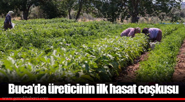 Buca’da üreticinin ilk hasat coşkusu