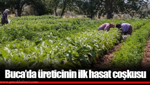 Buca’da üreticinin ilk hasat coşkusu