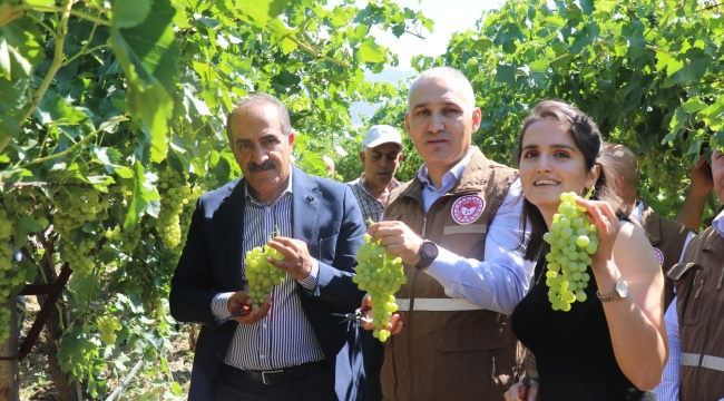 Çekirdeksiz Sultani üzümü ihracat yolcusu