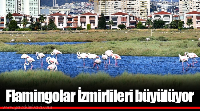 Flamingolar İzmirlileri büyülüyor