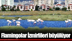 Flamingolar İzmirlileri büyülüyor