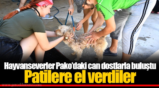 Hayvanseverler Pako’daki can dostlarla buluştu