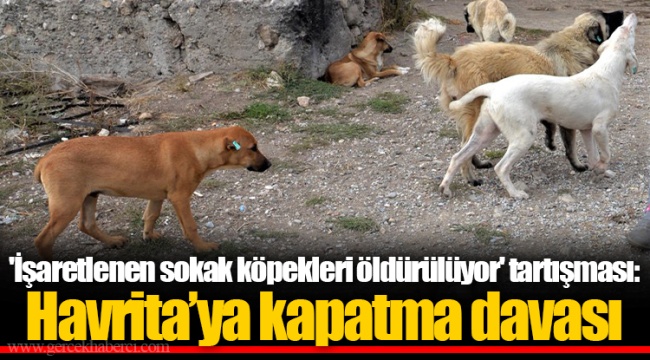 'İşaretlenen sokak köpekleri öldürülüyor' tartışması: Havrita’ya kapatma davası