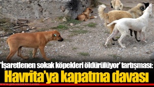 'İşaretlenen sokak köpekleri öldürülüyor' tartışması: Havrita’ya kapatma davası