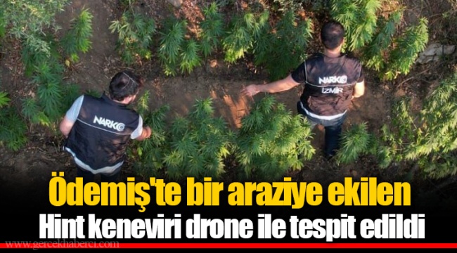Ödemiş'te bir araziye ekilen Hint keneviri drone ile tespit edildi