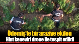 Ödemiş'te bir araziye ekilen Hint keneviri drone ile tespit edildi
