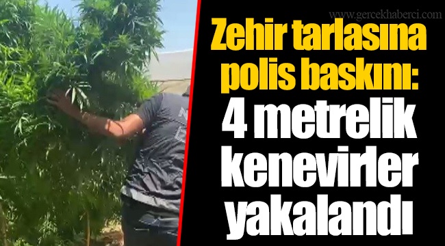 Zehir tarlasına polis baskını: 4 metrelik kenevirler yakalandı