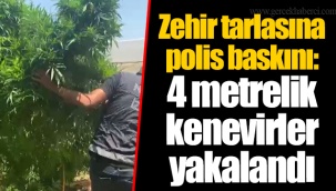 Zehir tarlasına polis baskını: 4 metrelik kenevirler yakalandı