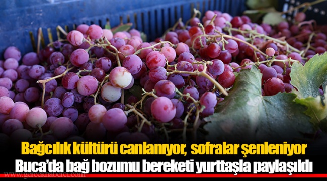 Bağcılık kültürü canlanıyor,  sofralar şenleniyor
