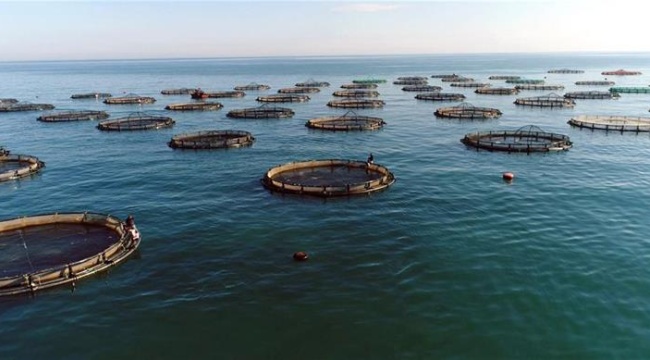 Su ürünleri ihracatı 2 milyar dolara koşuyor