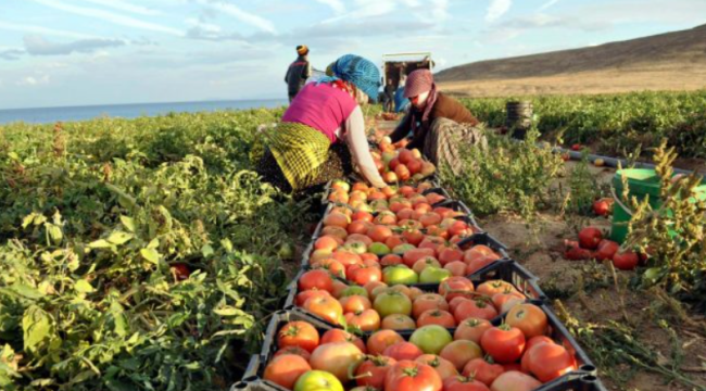 Tarım ÜFE zirveden döndü: Yıllık yüzde 142.42 arttı