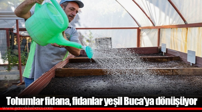 Tohumlar fidana, fidanlar yeşil Buca’ya dönüşüyor