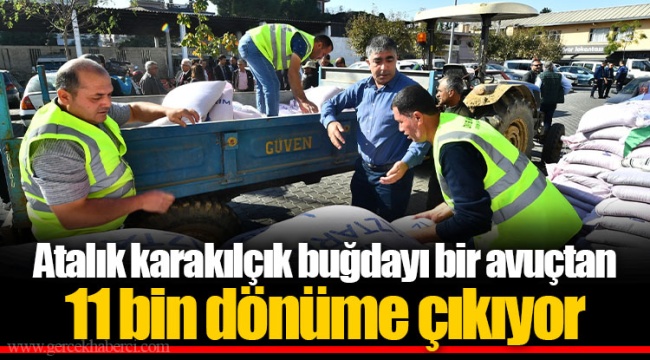 Atalık karakılçık buğdayı bir avuçtan 11 bin dönüme çıkıyor