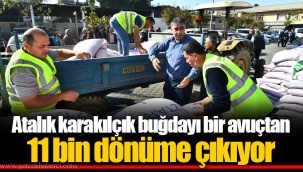 Atalık karakılçık buğdayı bir avuçtan 11 bin dönüme çıkıyor