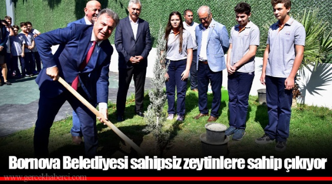 Bornova Belediyesi sahipsiz zeytinlere sahip çıkıyor