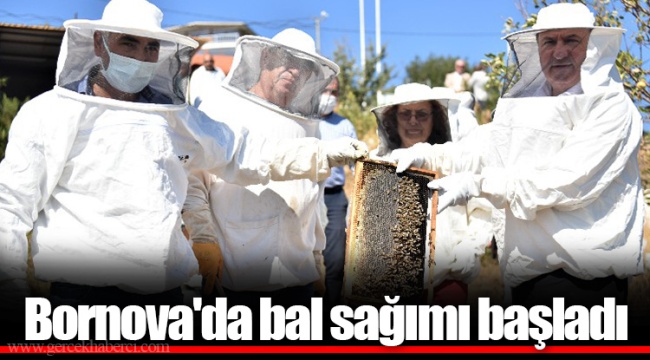 Bornova'da bal sağımı başladı