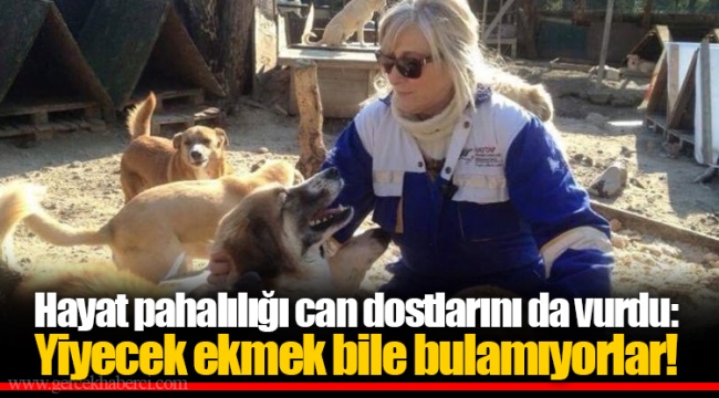 Hayat pahalılığı can dostlarını da vurdu: Yiyecek ekmek bile bulamıyorlar!