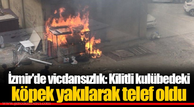 İzmir'de vicdansızlık: Kilitli kulübedeki köpek yakılarak telef oldu