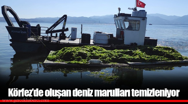 Körfez’de oluşan deniz marulları temizleniyor