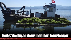 Körfez’de oluşan deniz marulları temizleniyor