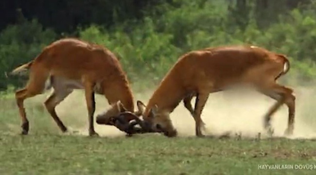 TRT Belgesel’de, Uganda Kob Antiloplarının cinsel organı sansürlendi