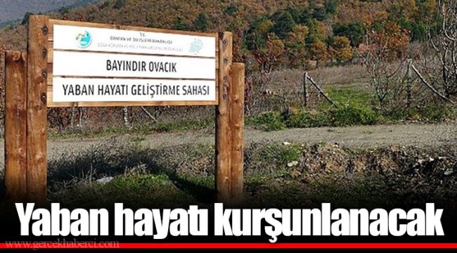 Yaban hayatı kurşunlanacak