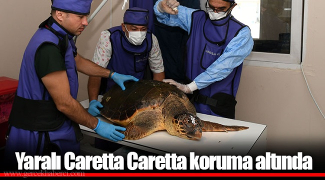 Yaralı Caretta Caretta koruma altında