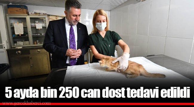 5 ayda bin 250 can dost tedavi edildi