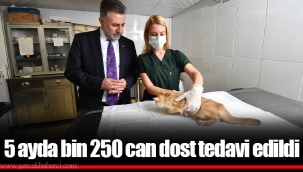 5 ayda bin 250 can dost tedavi edildi