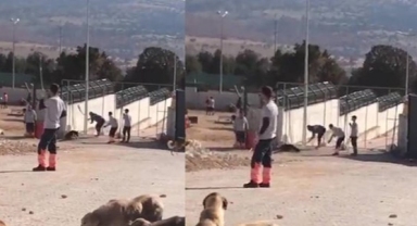 Barınak görüntüleri infial oluşturmuştu...Şube müdürü açığa alındı, 2 gözaltı