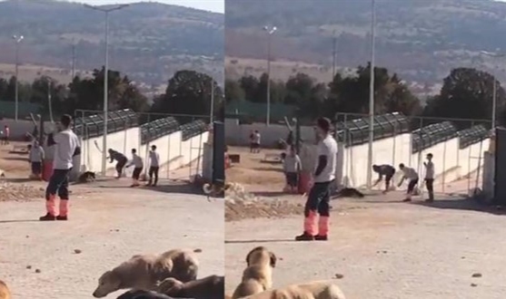 Barınak görüntüleri infial oluşturmuştu...Şube müdürü açığa alındı, 2 gözaltı
