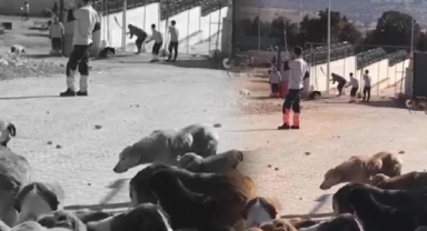 Konya'daki barınakta hayvanlara işkence eden 2 kişi tutuklandı