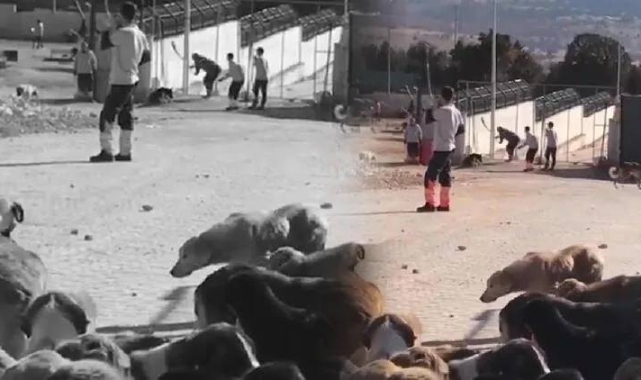 Konya'daki barınakta hayvanlara işkence eden 2 kişi tutuklandı