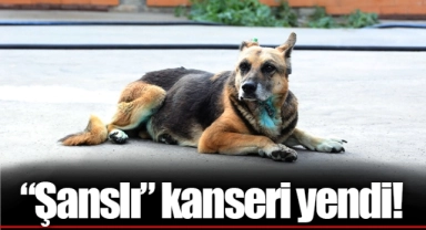 “Şanslı” kanseri yendi!